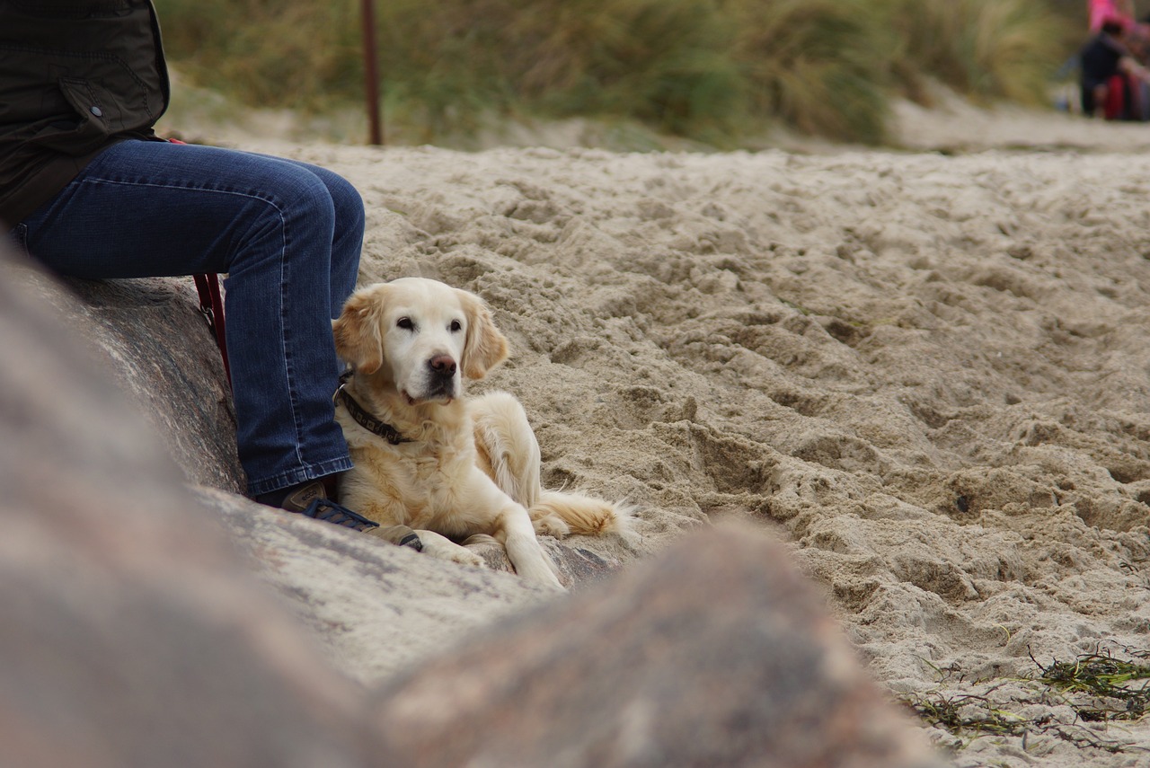 dog-1751653_1280.jpg