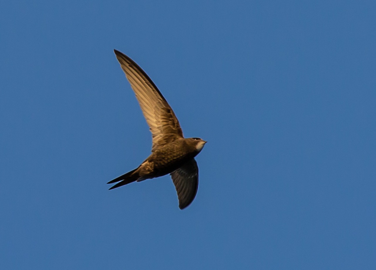 swift-in-flight-2.jpg