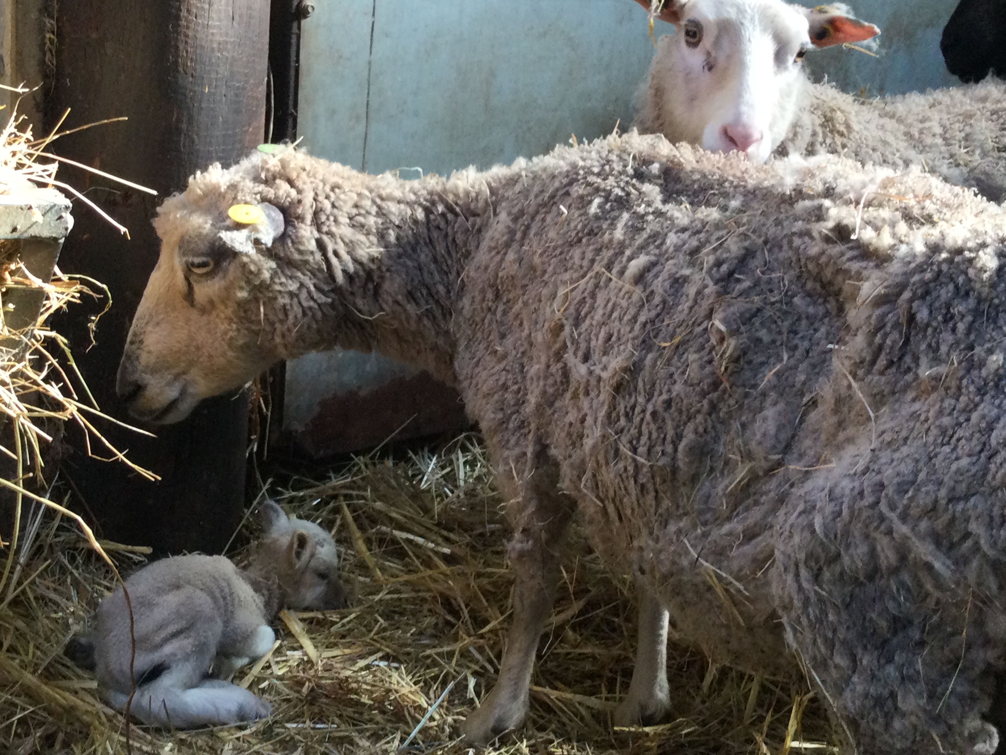 Dedication of Animal Health Team commended after conclusion of complex court case