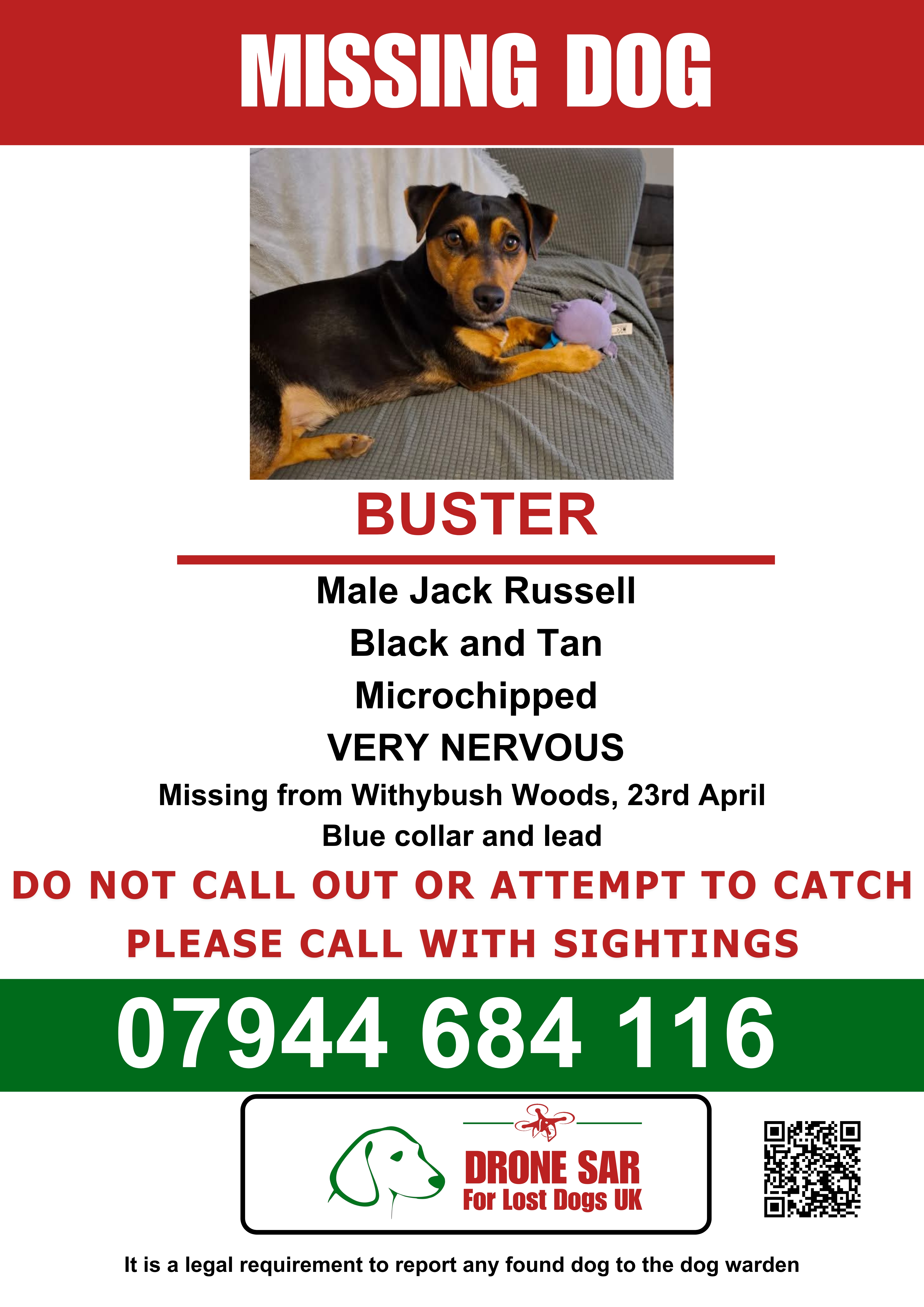 Buster, Male Jack Russell, Missing from Withybush Woods