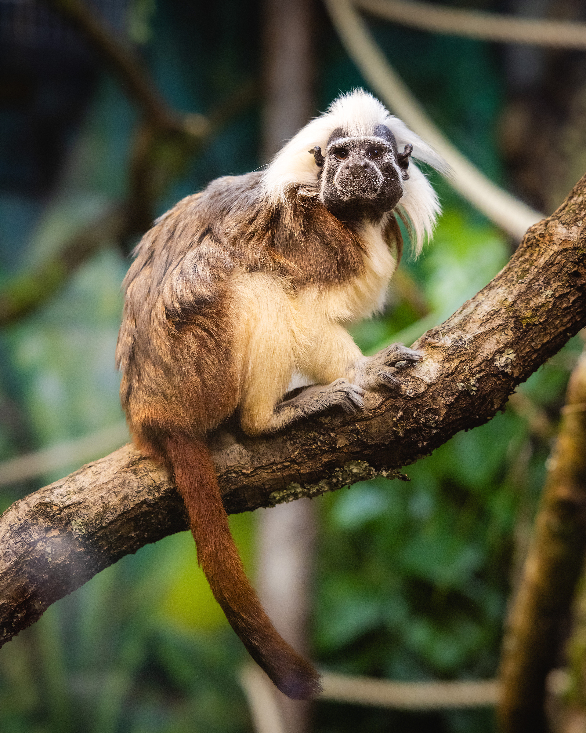 dbp_ff_tamarins_001.jpg