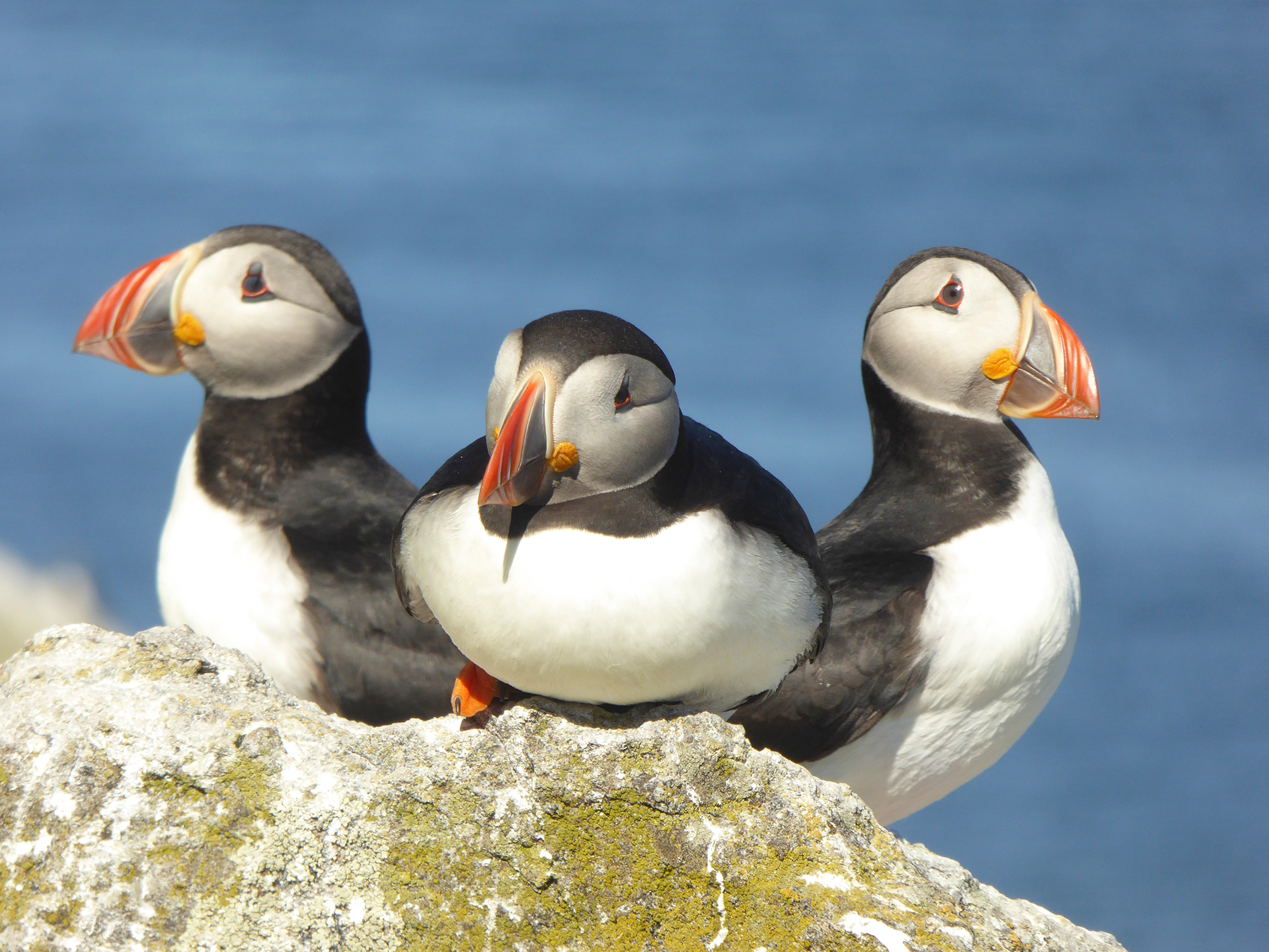 puffins-colin-wilkinson-rspb-images-com.jpg