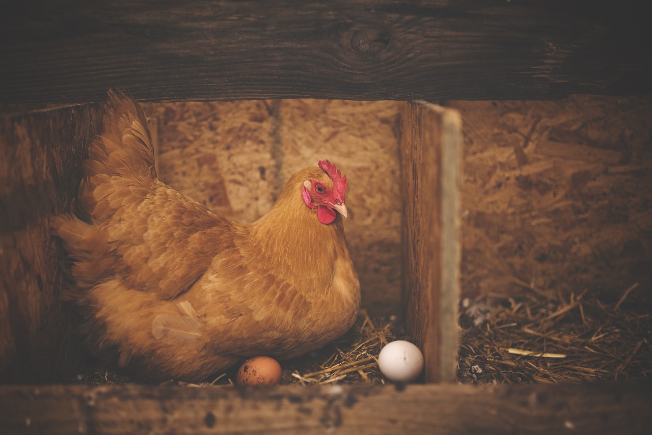 chicken.jpg