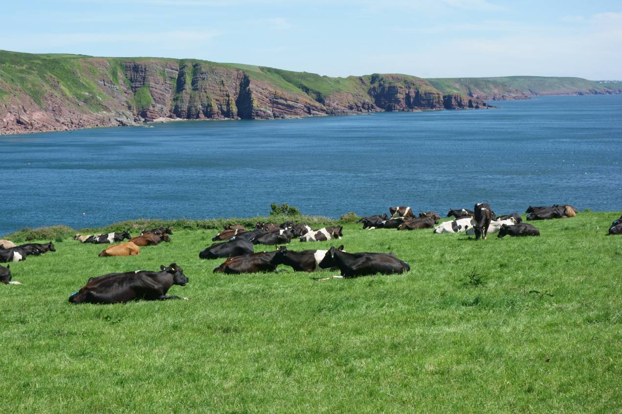 Pembrokeshire Coast National Park Authority launches innovative farming programme
